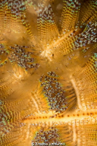 Tiger Wall-Nha Trang-Vietnam by Antonio Venturelli 
